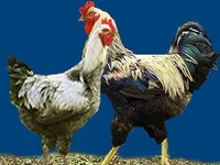 Порода Юрловские