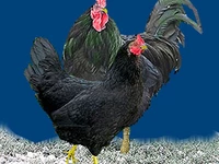 Полтавские черные