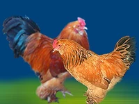 Порода Ушанки лохмоногие