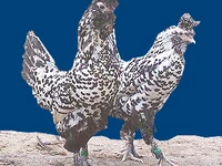 Порода Павловские серебристые