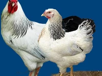 Порода Первомайские