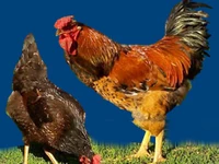 Порода Ливенские