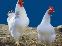 Порода Адлеровские