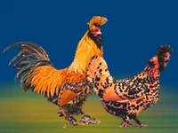 Порода Павловские золотистые