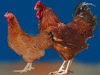 Порода Полтавские глинистые