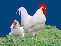 Порода Русские белые