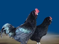 Порода Галан черные