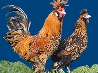 Порода Павловские