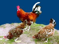 Порода Ленинградские ситцевые