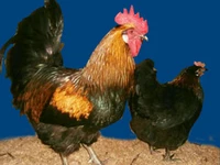 Порода Московские черные