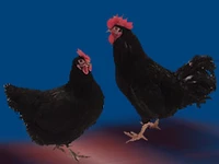 Порода Панциревские