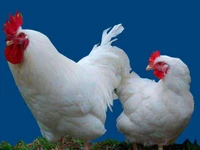 Порода Московские белые