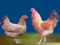 Порода Ленинградские золотисто-серые