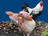 Порода Загорские