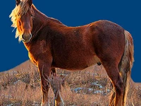 Лошади русских пород Лошадь Порода алтайская