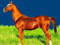 Лошади русских пород Лошадь Порода татарская