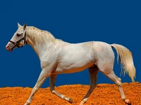 Лошади русских пород Лошадь Порода терская