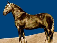 Лошади русских пород Лошадь Порода воронежская