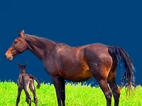 Лошади русских пород Лошадь Порода лошадь кабардинская