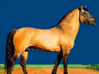 Лошади русских пород Лошадь Порода вятская