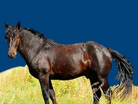 Лошади русских пород Лошадь Порода новоалтайская