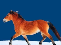 Лошади русских пород Лошадь Порода мезенская