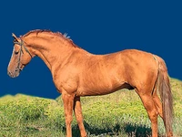 Лошади русских пород Лошадь Порода буденовская