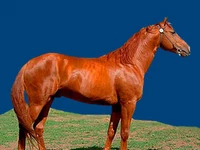 Лошади русских пород Лошадь Порода калмыцкая