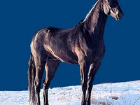 Лошади русских пород Лошадь Порода карачаевская