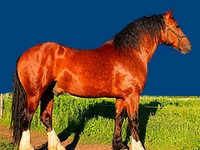 Лошади русских пород Лошадь Порода владимирский тяжеловоз