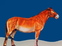 Лошади русских пород Лошадь Порода нарымская