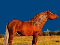 Лошади русских пород Лошадь Порода советский тяжеловоз