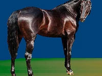 Лошади русских пород Лошадь Порода