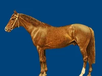 Лошади русских пород Лошадь Порода стрелецкая