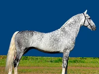 Лошади русских пород Лошадь Порода орловский рысак