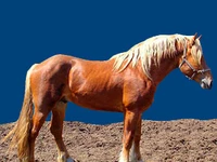 Лошади русских пород Лошадь Порода русский тяжеловоз