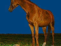 Лошади русских пород, Лошадь, Порода тавдинская