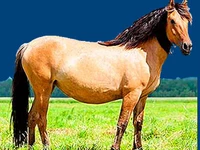 Лошади русских пород Лошадь Порода башкирская