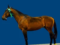 Лошади русских пород Лошадь Порода русский рысак