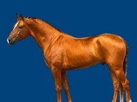 Лошади русских пород Лошадь Порода донская