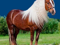 Лошади русских пород Лошадь Порода битюг