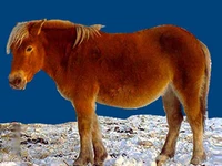 Лошади русских пород Лошадь Порода