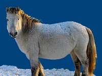 Лошади русских пород Лошадь Порода