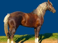 Лошади русских пород Лошадь Порода кузнецкая