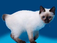 орода Скиф-той-боб