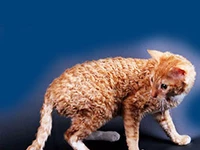 Порода Уральский рекс