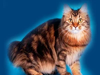 Порода Курильский бобтейл