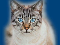 Порода Алтайская голубоглазая