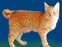 Порода Карельский бобтейл