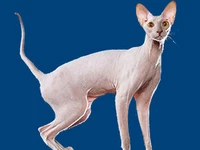 Порода Петерболд